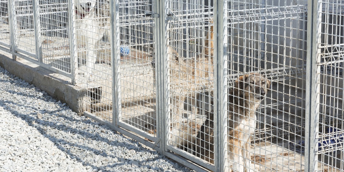 În Sibiu, a crescut numărul de animale de companie adoptate. Crește și responsabilitatea față de ele?