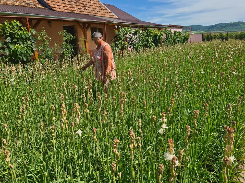 Sărbătoarea Tuberozelor sau cum au transformat localnicii din Hoghilag o mână de pământ într-un bulgăre de aur