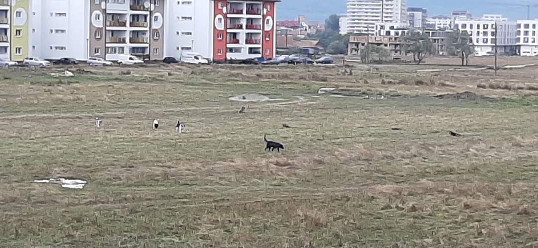 Un bărbat din Șelimbăr, atacat de șase câini, a ajuns la spital. Poliția Locală: „Oamenii de aici spun că animalele ar veni de la șantierele din zonă!”