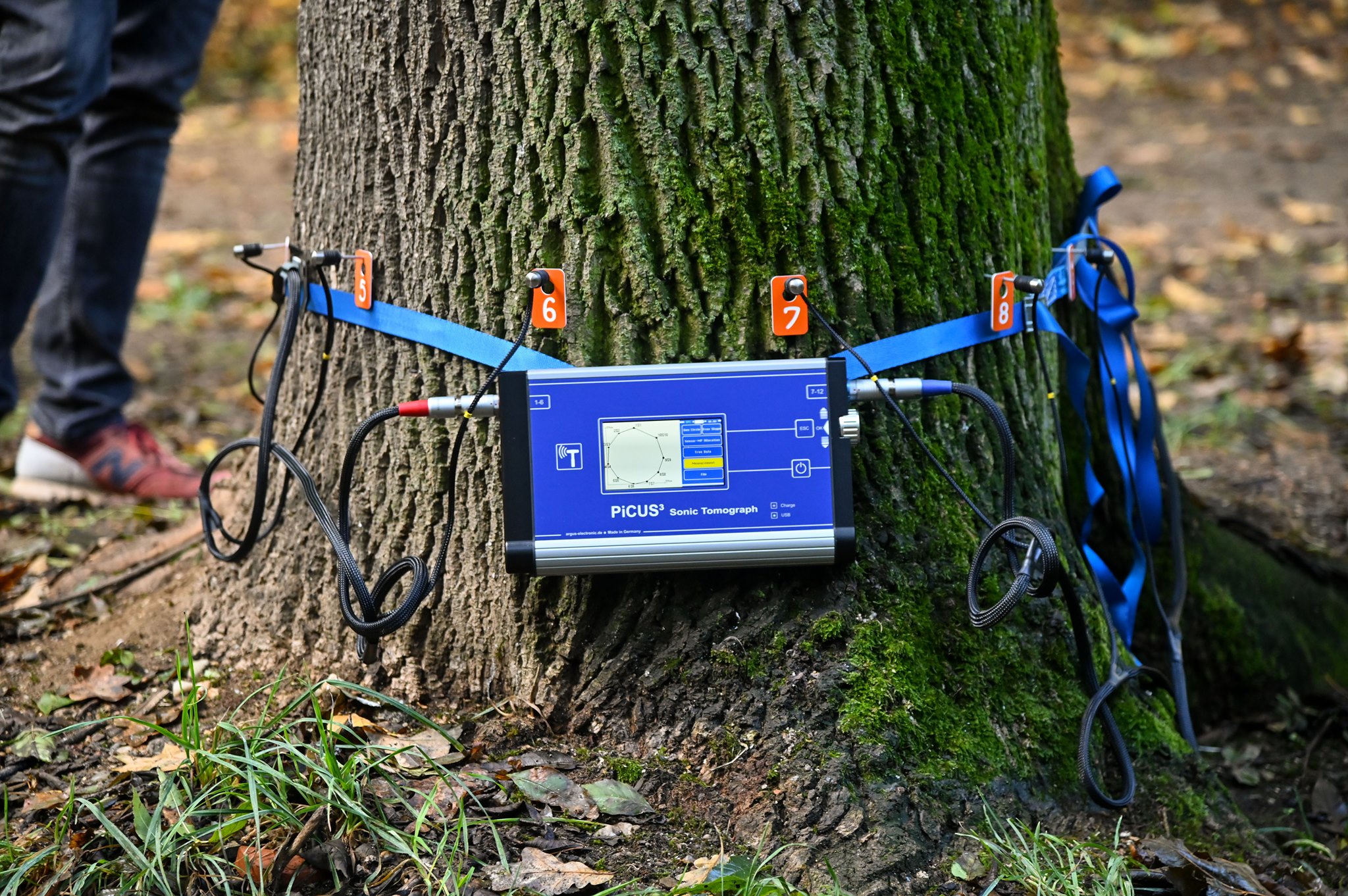 Sănătatea arborilor din Sibiu, pusă sub lupa unui tomograf. Primăria a cheltuit 160.000 de lei