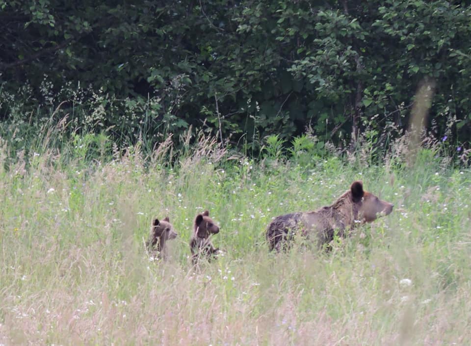Urșii le dau bătăi de cap localnicilor din Porumbacu de Sus: „Sunt și trei-patru solicitări pe noapte!”
