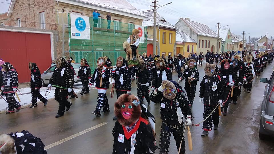 FOTO| Zeci de lole au fugit pe străzile din Agnita