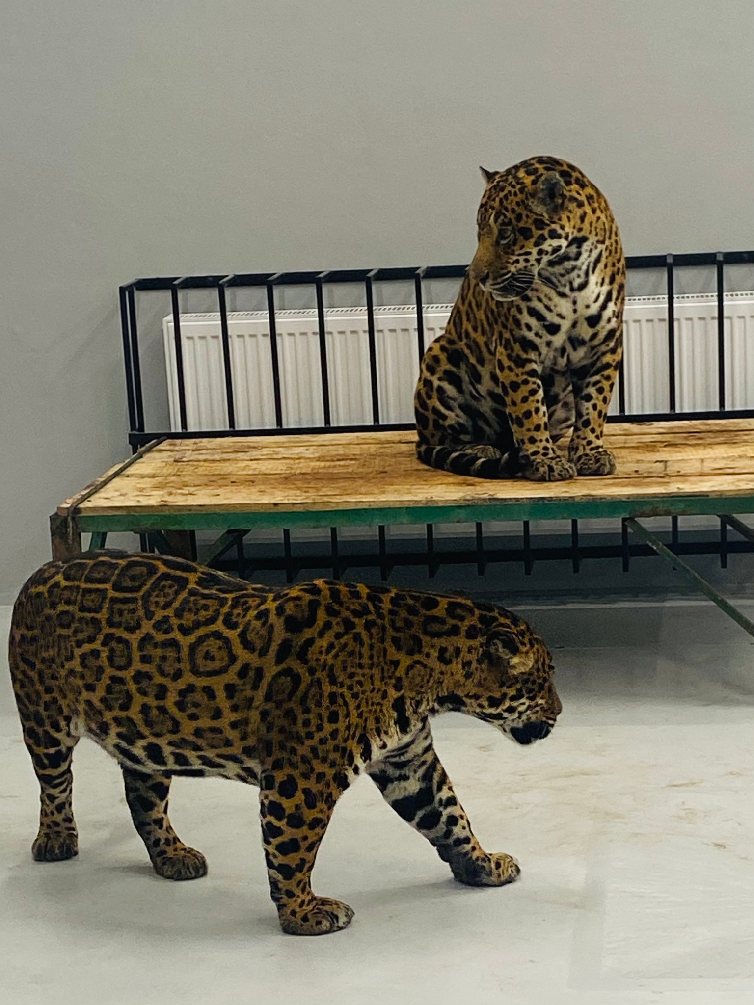 Jaguarii s-au întors, după doi ani, la Grădina Zoologică Sibiu