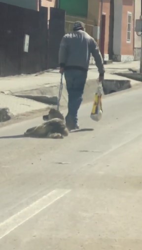 VIDEO| Bărbat din Ighișu Nou, cercetat penal după ce a târât un câine pe stradă și a aruncat patru pui la tomberon