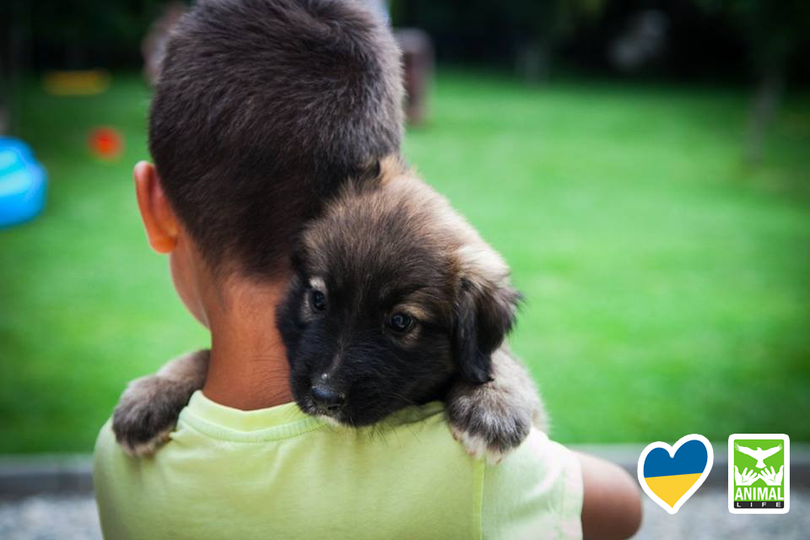 Animalele de companie ale refugiaților din Ucraina ajunși în Sibiu, tratate gratuit