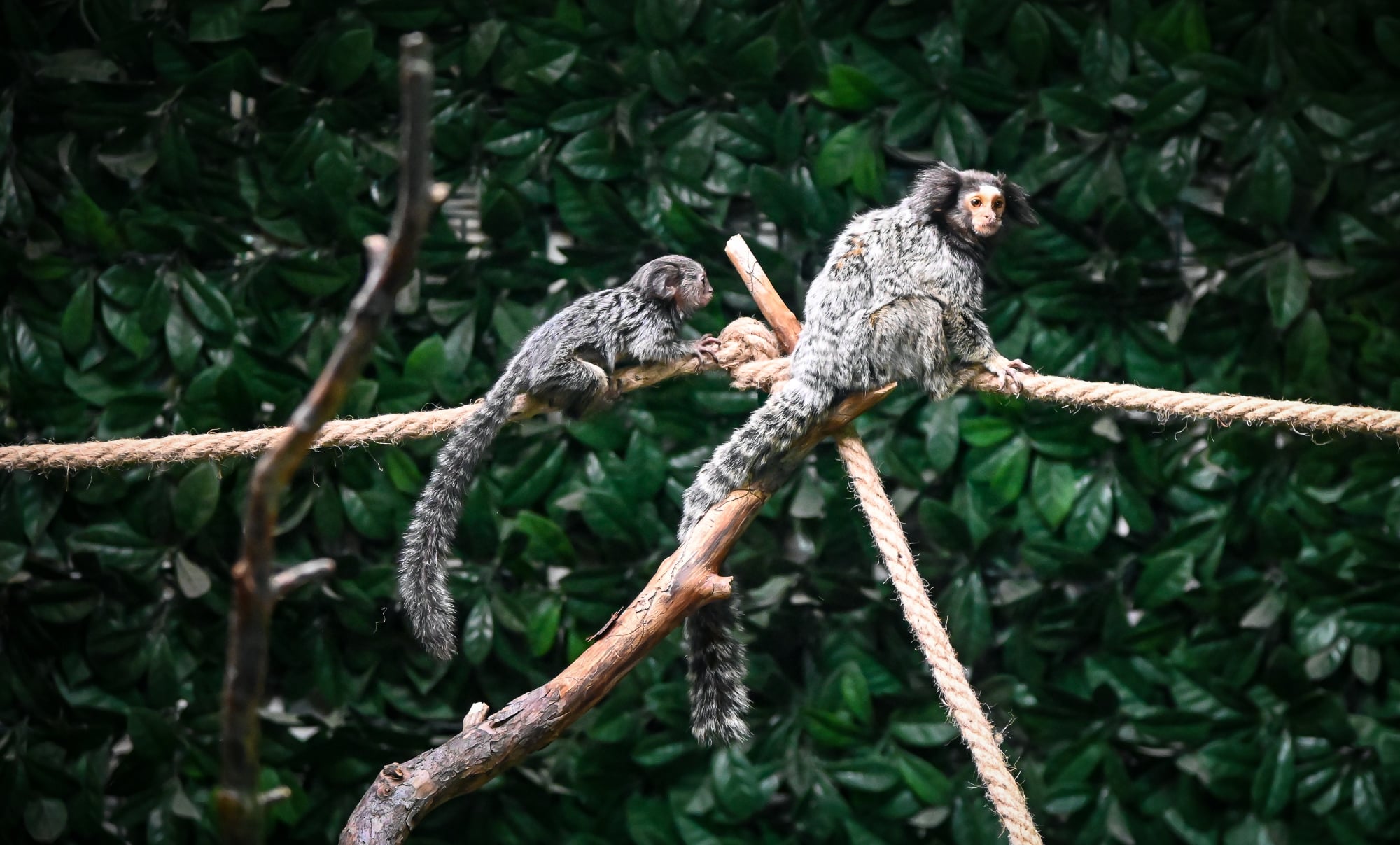 Noii locatari ai Grădinii Zoologice îi așteaptă pe prichindei să le facă o vizită