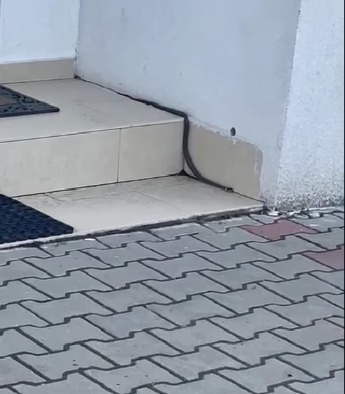 Un șarpe a băgat panica în Cartierul Arhitecților. Locatarii l-au găsit în fața ușii blocului