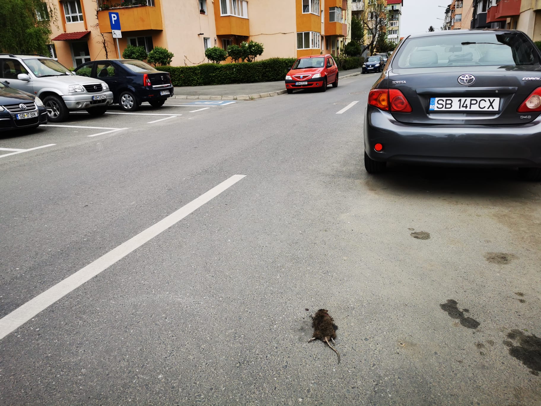 Sibienii se plâng de invazia șobolanilor și a gândacilor. Care sunt cartierele grav afectate