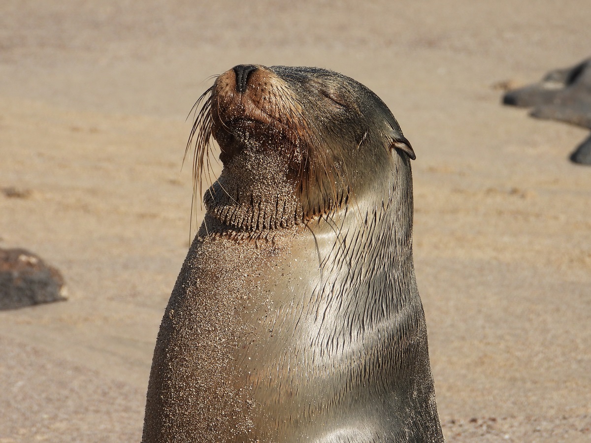 Animalele din Arhipelagul Galapagos vin la „Brukenthal”