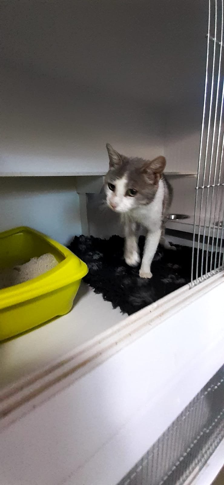 Sibian amendat cu 3.000 de lei, după ce a abandonat o pisică cu patru puiuți